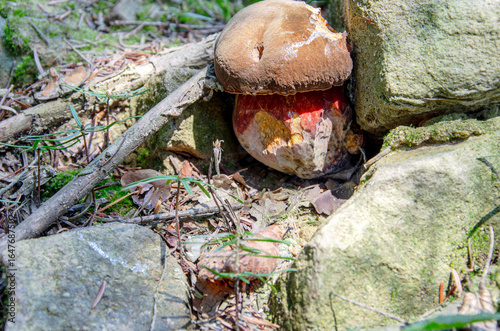 Grzyb pośród Kamieni – Opowieść Natury
