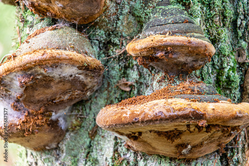 Jesienny grzyb w lesie – naturalne piękno