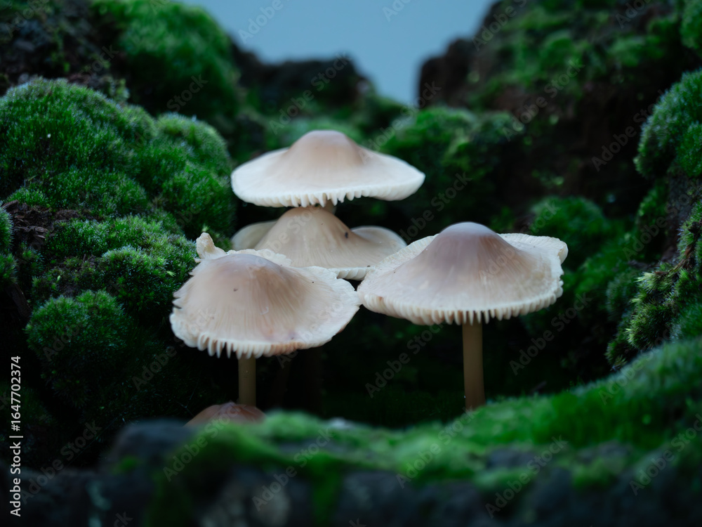 Fototapeta premium Stacked mushrooms on a mossy forest floor