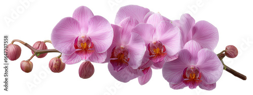 Pink orchid branch tropical flower delicate petals vibrant bloom exotic plant floral element nature elegant realistic botanical peaceful