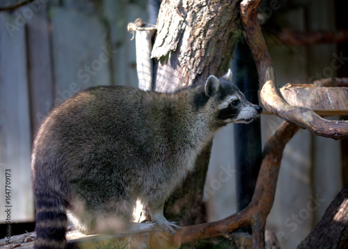 Raccoon on a tree branch