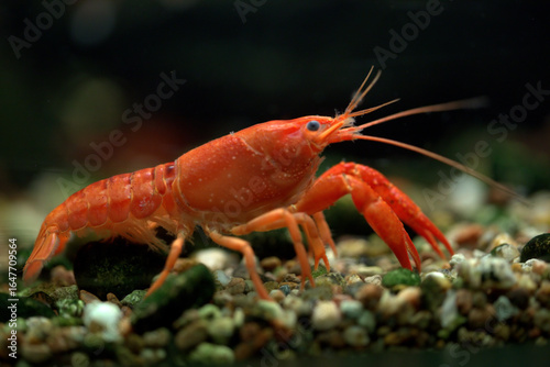red swamp crayfish in the aquarium