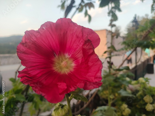 red poppy flower