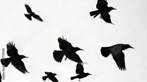 A group of birds soaring through the air