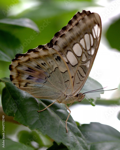 Clipper butterfly on leaf