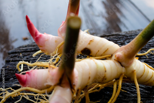 Galangal,herb,spices