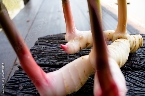 Galangal,herb,spices