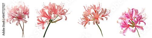 Set of nerine flower isolated on transparent background.
