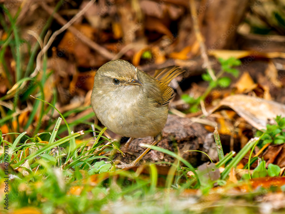 Naklejka premium 地面を歩くウグイス