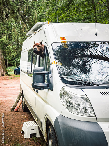 Cute jack russell terrier dog wearing a knitted sweater in a motorhome. Travel by van in the fall. High quality photo