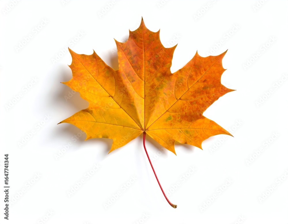 Obraz premium Vibrant orange maple leaf on white background