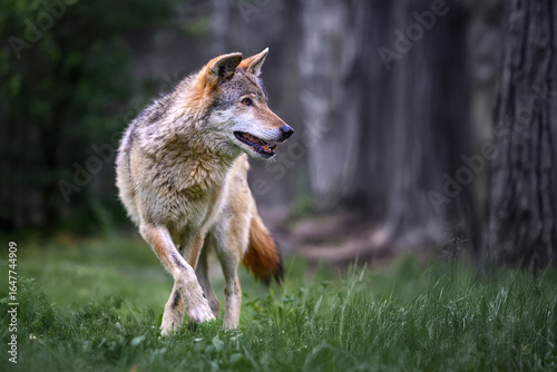 The Eurasian wolf stands at the edge of the forest, sniffing the scents in the air.