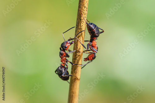 An ant climbs up and down a blade of grass next to an anthill.