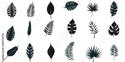 set of leaves collection of various black tropical leaves and fronds isolated on vector illustration