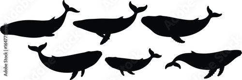 Vector illustration of whale silhouettes, marine animals, ocean creatures, black whale shapes, aquatic mammals, humpback whales, isolated sea animals, underwater wildlife art