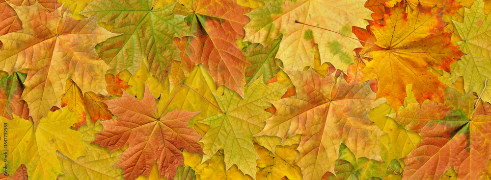 Fototapeta premium Background of autumn multicolored maple leaves .Close-up, long