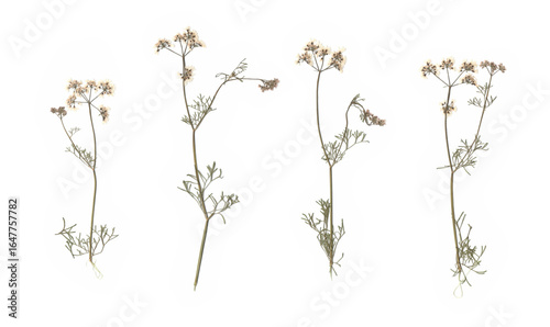 Set of isolated dried wildflowers scanned on white background, natural herbarium pressed plant collection, delicate botanical elements, vintage floral specimens for design and scrapbooking