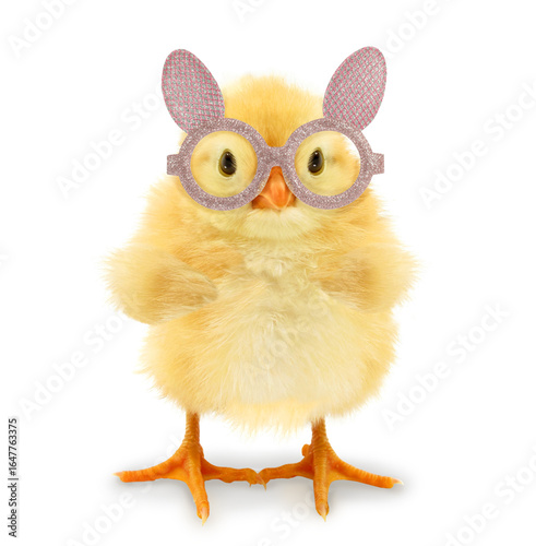 Crazy cute chick is wearing bunny ears Easter glasses isolated on white background funny concept photo. Baby chicken character poster
