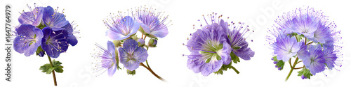 Set of phacelia flower isolated on transparent background.