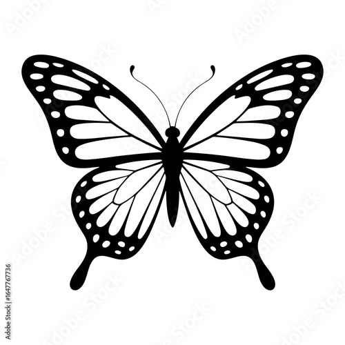 Black and white butterfly with detailed wings and antennae insect