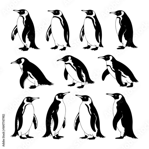 Black and white penguins in various poses illustration standing