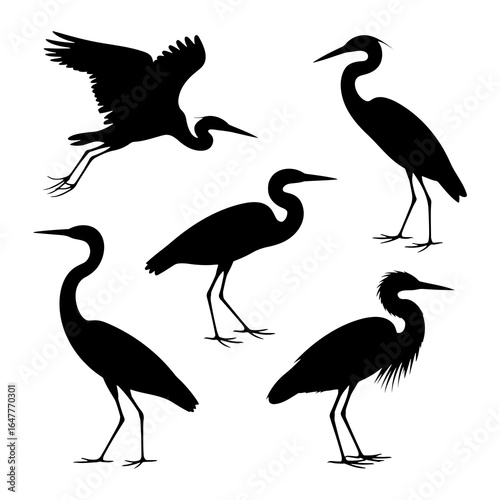 Five black silhouettes of herons in various poses bird white background