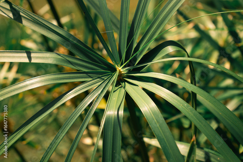Papyrus plant with radiant green leaves fanning from tall stems, sunlit for a vibrant, tropical look—lush foliage with a soft, blurred background.