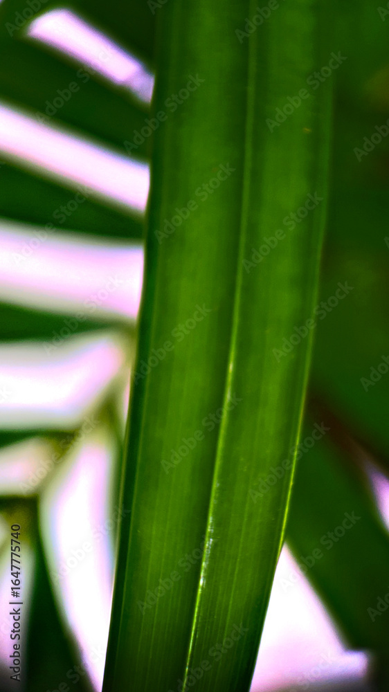 Fototapeta premium water drops on a leaf