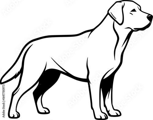 Labrador Retriever Outline Vector Illustration
