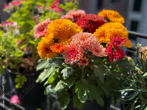 Beautiful red, orange and pink Chrysanthemum autumn flowers in balcony garden close up, floral wallpaper background with blooming Chrysanthemums