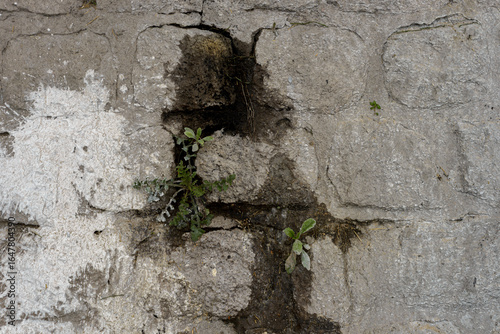 damage due to moisture problems in walls