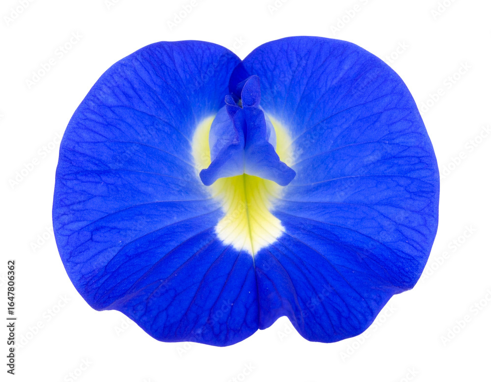 Obraz premium blue iris isolated on white