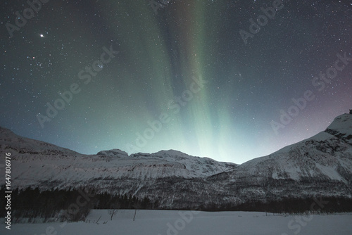 Dancing green and purple northern lights up the starry sky over Norway majestic Lyngen Alps, casting a magical glow on snowy peaks and frozen landscapes