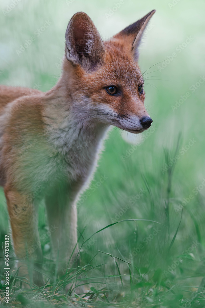Fototapeta premium Füchse in Berlin