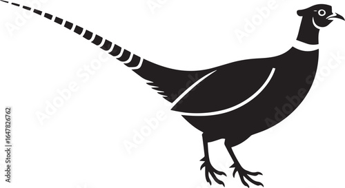 Black silhouette of a pheasant with long striped tail bird white