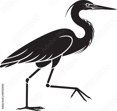 Elegant black heron walking gracefully bird white vector