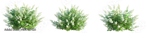 Photos Hydrangea quercifolia Alice Tree cutout isolate on white background