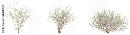 Prunus tomentosa Tree cutout isolate on white background