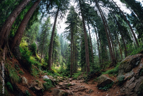 Wallpaper Mural Majestic panoramic view of towering trees in a serene forest, showcasing nature's beauty and tranquility during daylight hours Torontodigital.ca