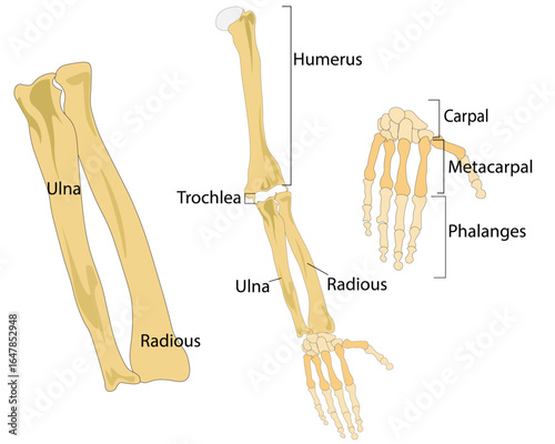 human hand bones, Graphic detailed human skeleton bone hands. Isolated on white background. Vector icon set.
