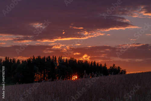 Sunset on summer hot grain field in Krkonose mountains