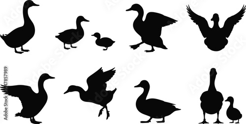PrintDuck and goose silhouettes, flying and walking birds, bird family, waterfowl poses, nature wildlife, animal silhouettes, domestic and wild ducks
