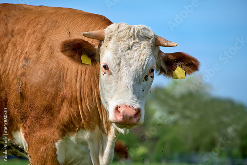 Wallpaper Mural Kuh schaut in die Kamera Torontodigital.ca