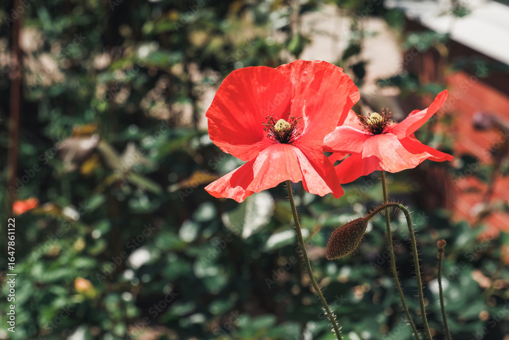 Fototapeta premium Vibrant red poppy flowers blooming in a lush garden setting, showcasing delicate petals and green foliage surrounding them