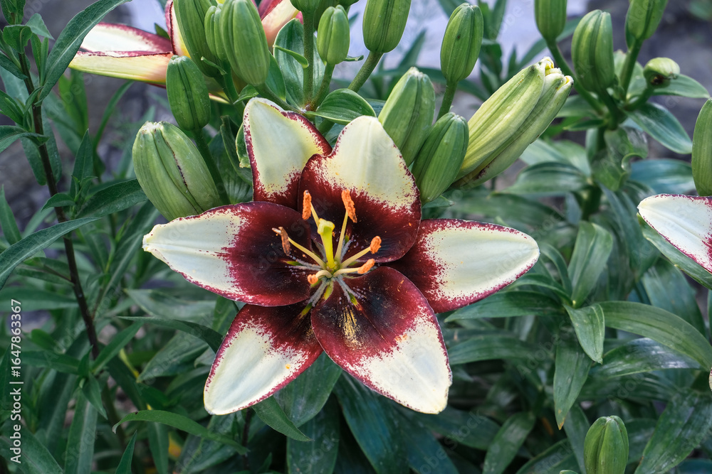 Fototapeta premium Vibrant lily flower with striking maroon and cream petals surrounded by lush green foliage, showcasing natural beauty and floral elegance