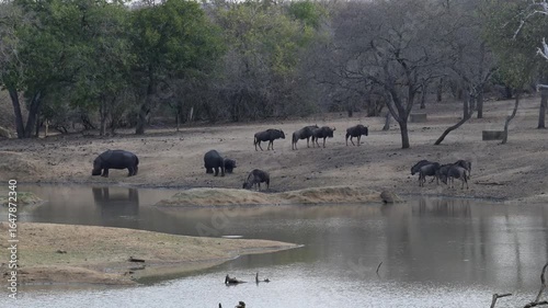 Flusspferd genannt Nilpferd und Streifengnu, im Krüger National Park - Kruger Nationalpark Südafrika