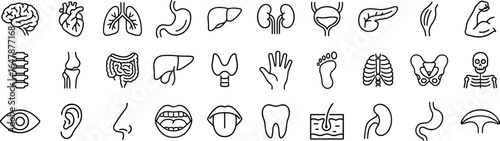 Human anatomy icons set, medical line art illustrations of brain, heart, lungs, organs, skeleton, muscles, and sensory organs vector.