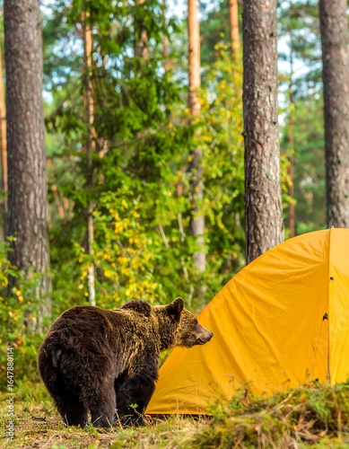 Brown bear near a bright yellow tent in a forest