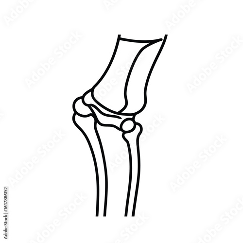 Minimalist Line Drawing of Human Knee Joint with Femur, Tibia, Fibula, and Patella in Black and White Outline Style