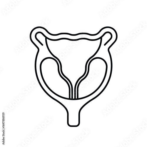 Minimalist Line Drawing of Human Urinary Bladder with Ureters and Urethra in Black and White Outline Style